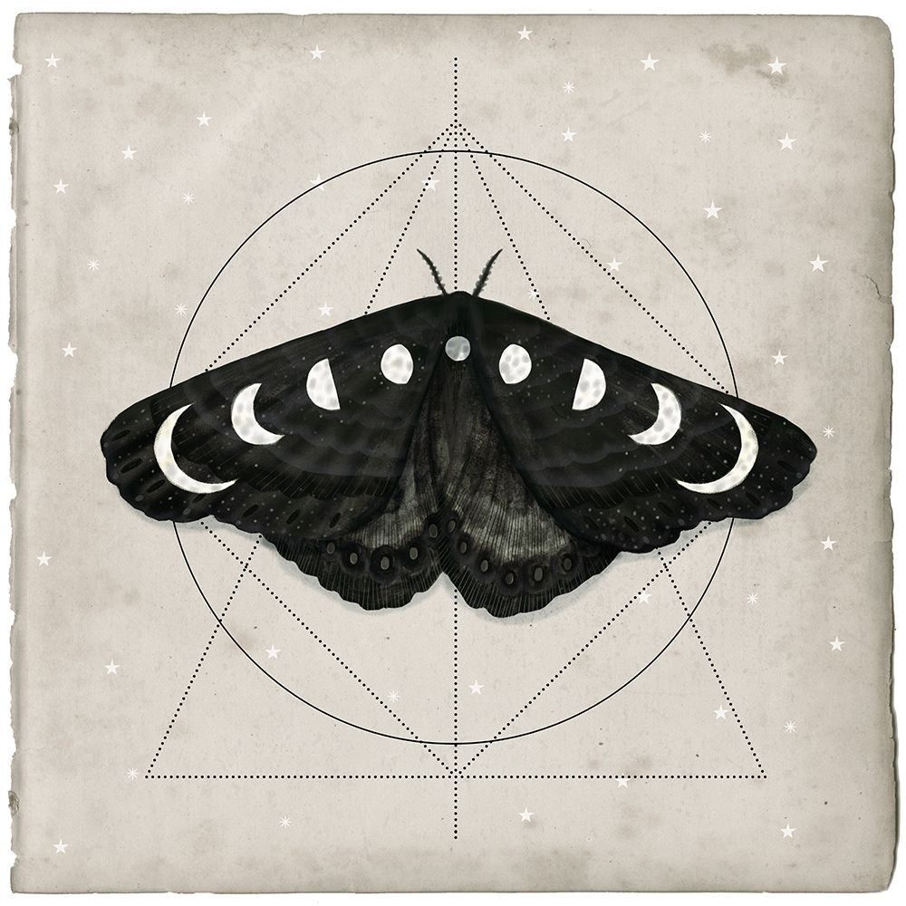 Midnight Moth I