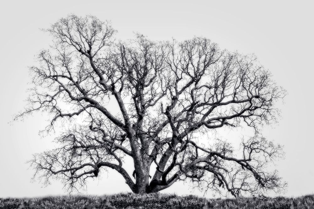 Grand Oak Tree I