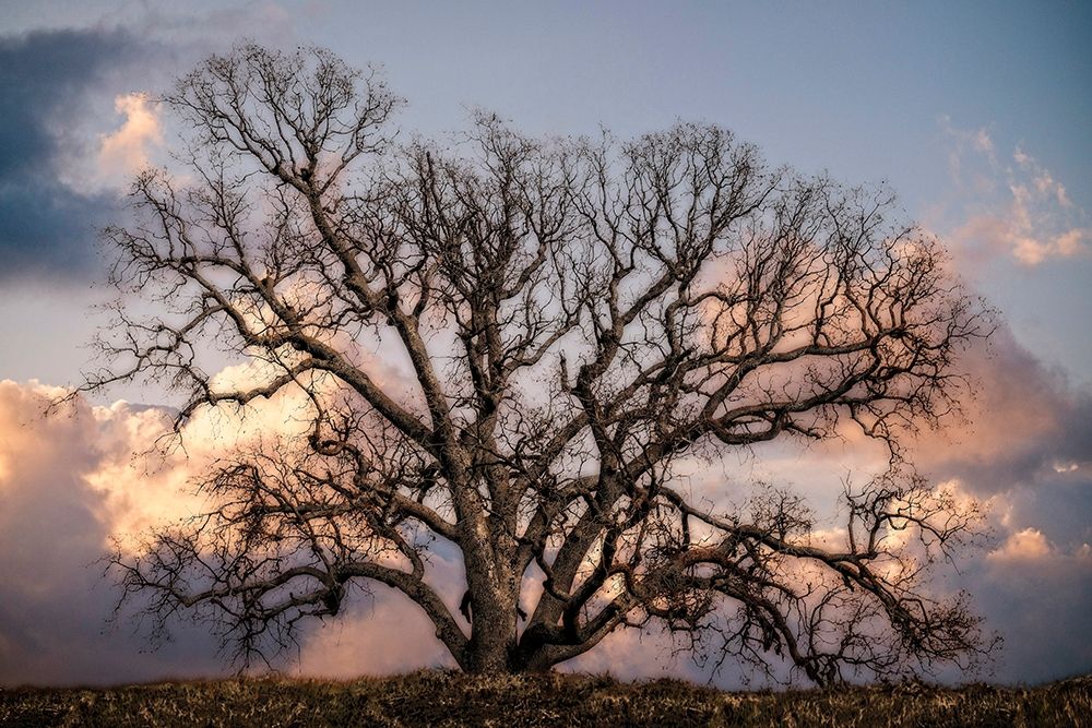Grand Oak Tree II