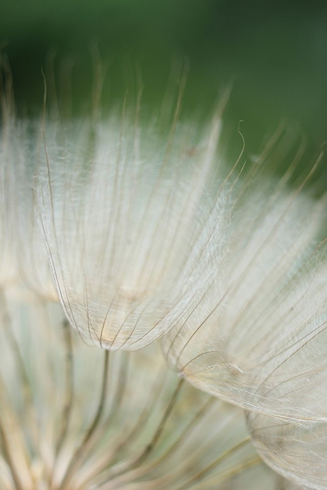 Macro Dandilion I
