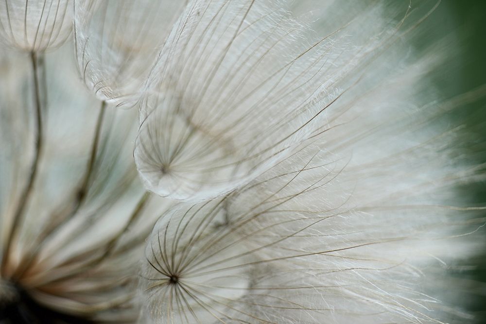 Macro Dandilion VI