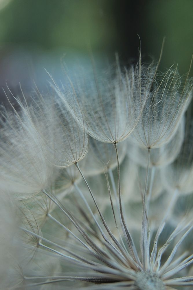 Macro Dandilion VIII