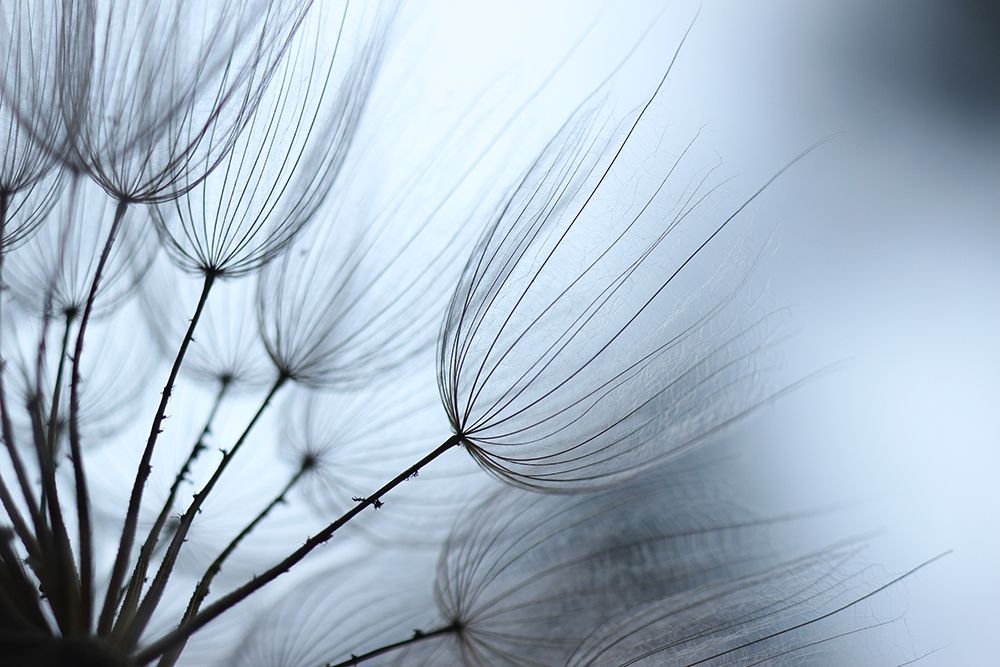 Macro Dandilion XI