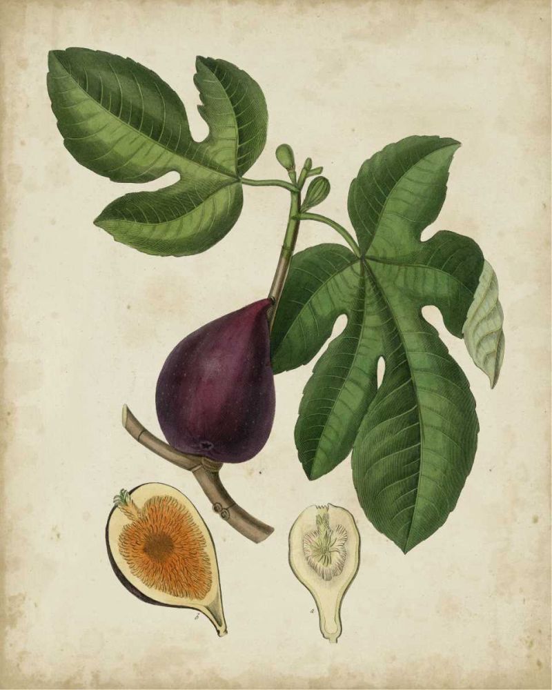 Non-Embellished Antique Fig Tree