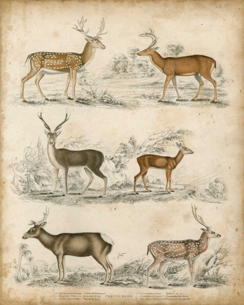 Non-Embellished Species of Deer