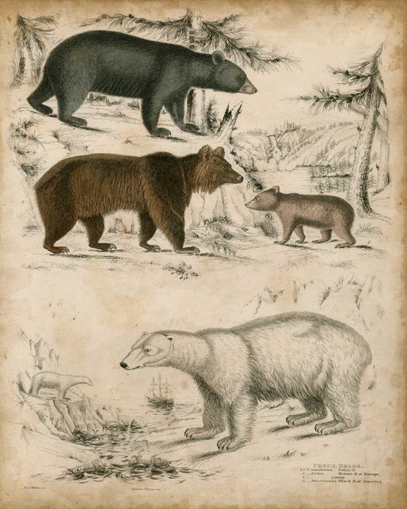 Non-Embellished Species of Bear
