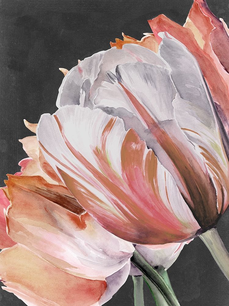Pastel Parrot Tulips III