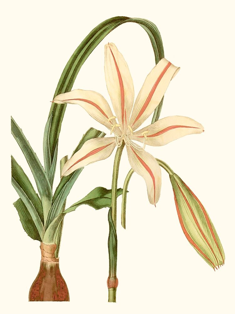 Antique Amaryllis I