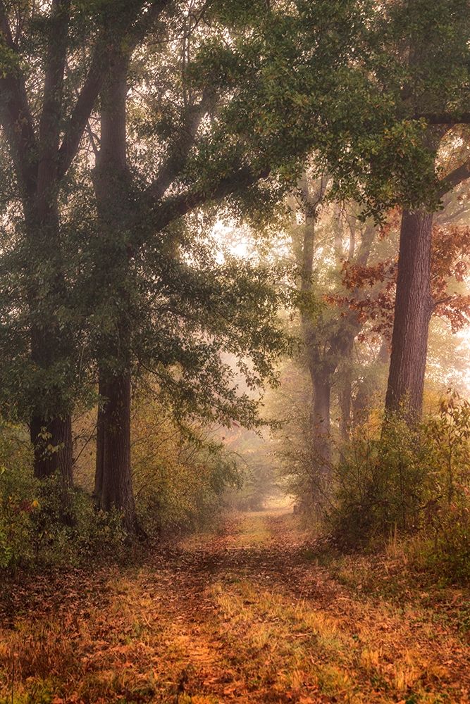 Autumns Walk I