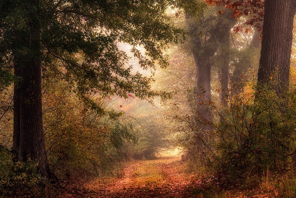 Autumns Walk II