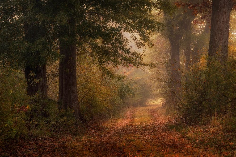 Autumns Walk III