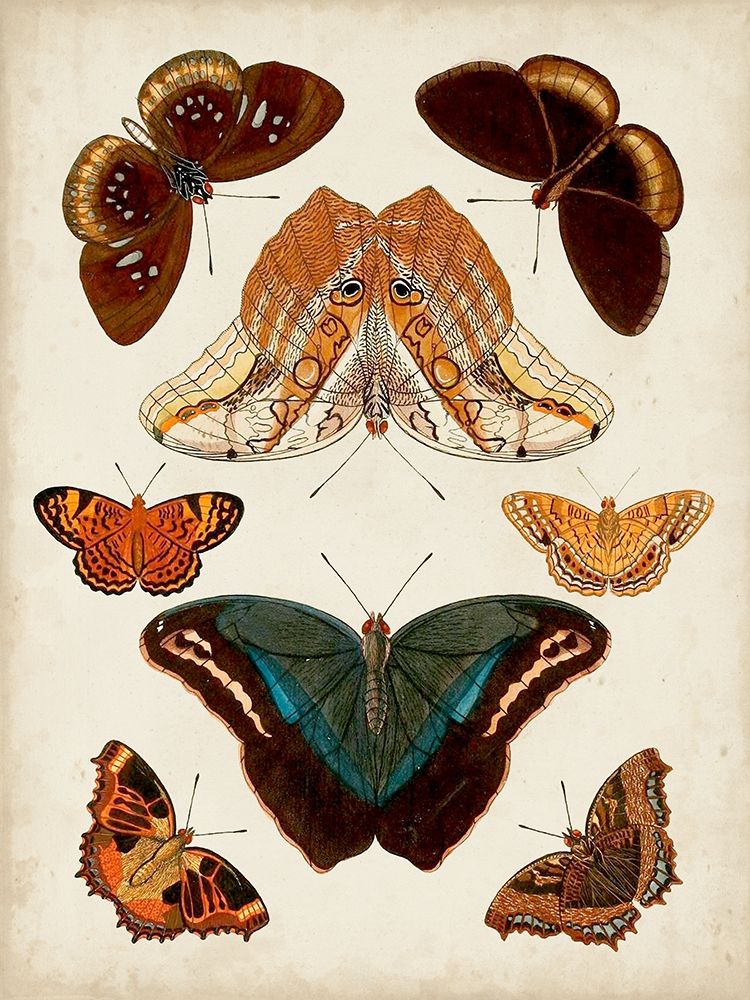 Butterflies Displayed II