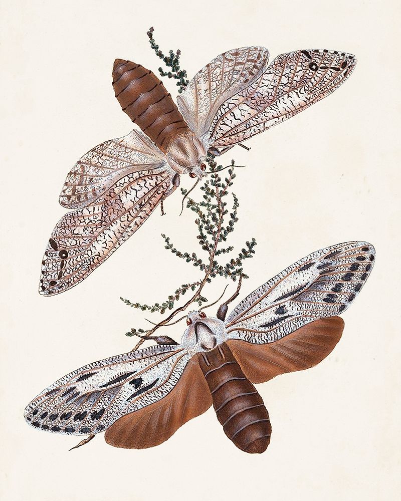 Butterflies and Moths V