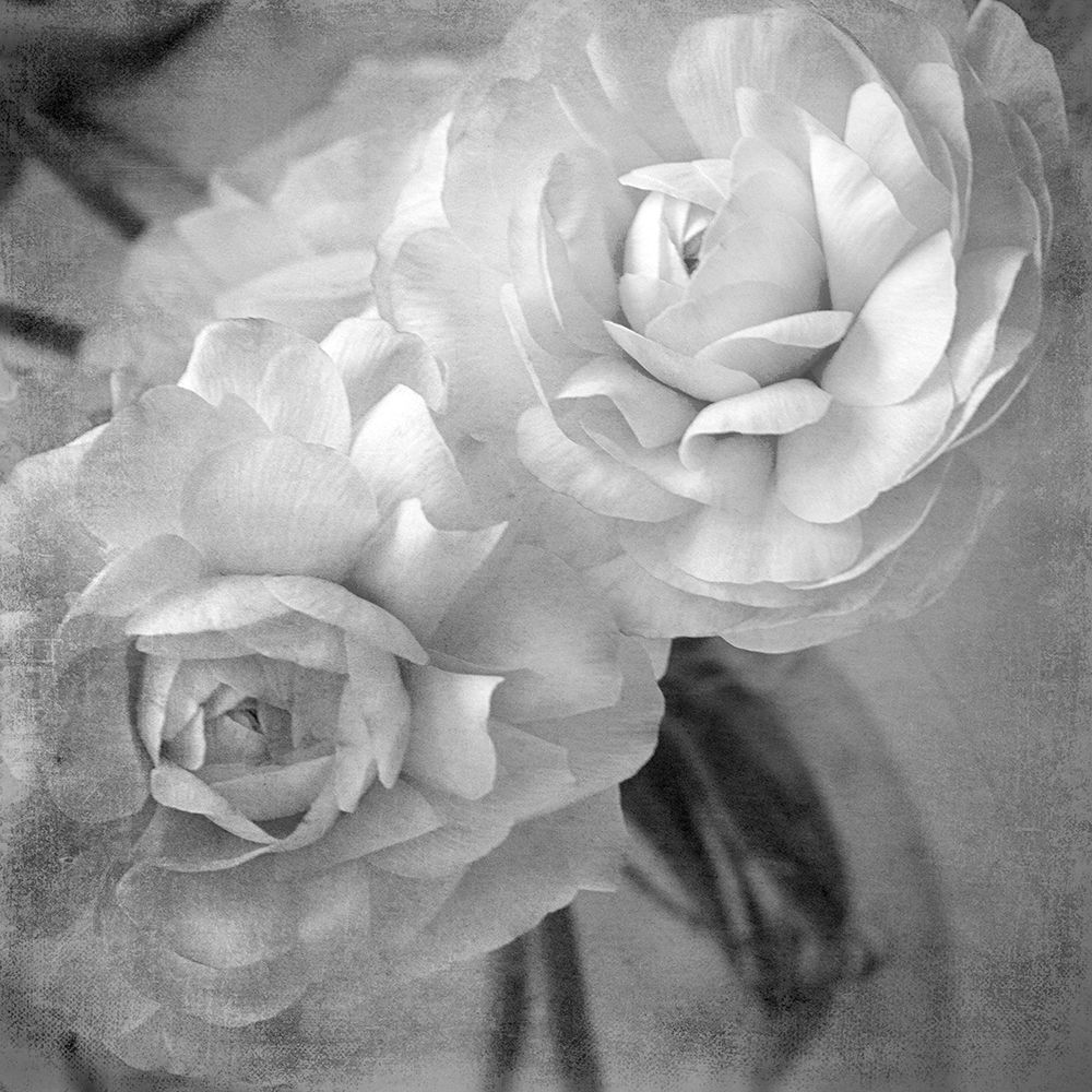 Dark Ranunculus I