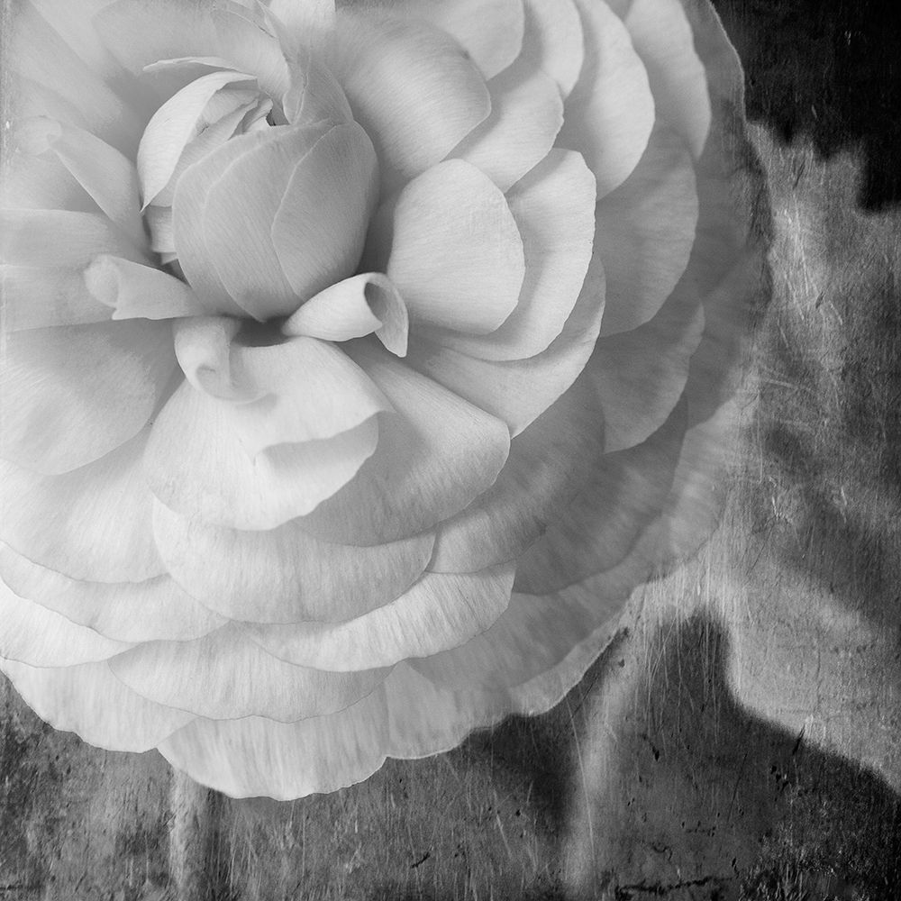 Dark Ranunculus II