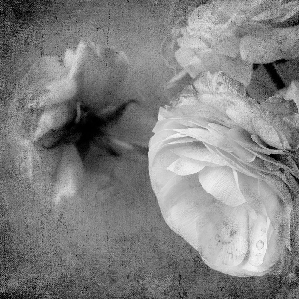 Dark Ranunculus III