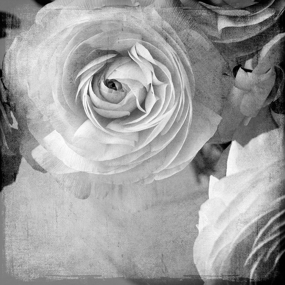 Dark Ranunculus IV