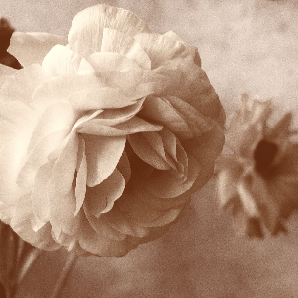 Sepia Rapture I