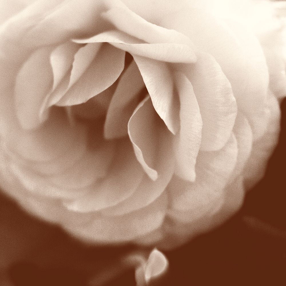 Sepia Rapture II