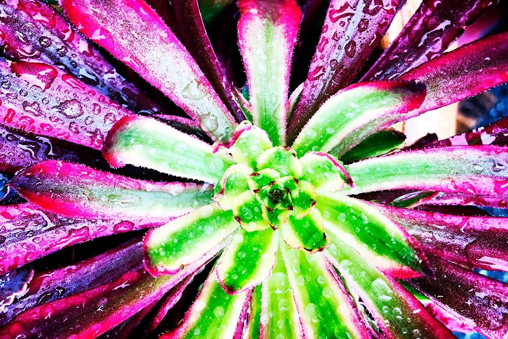 Bright Exotic I