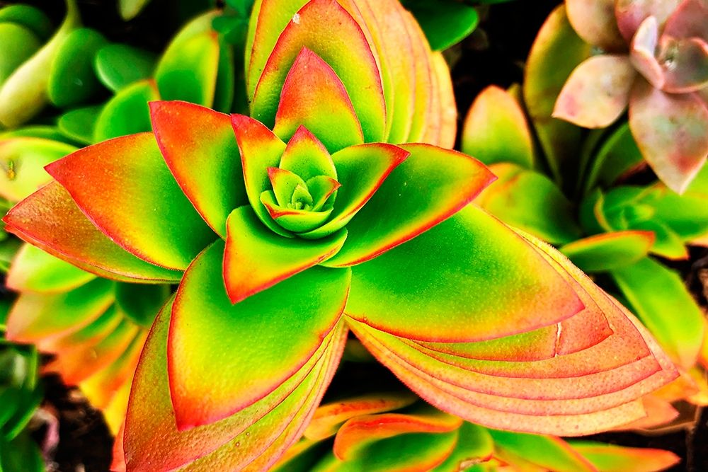 Bright Exotic II