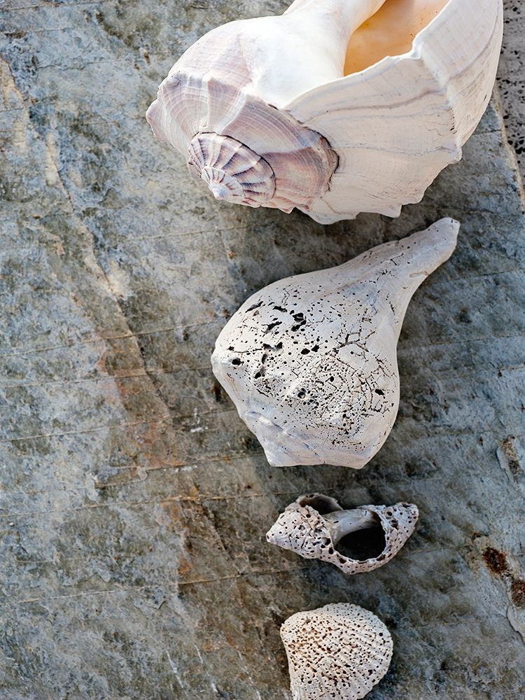 Gifts of the Shore IX