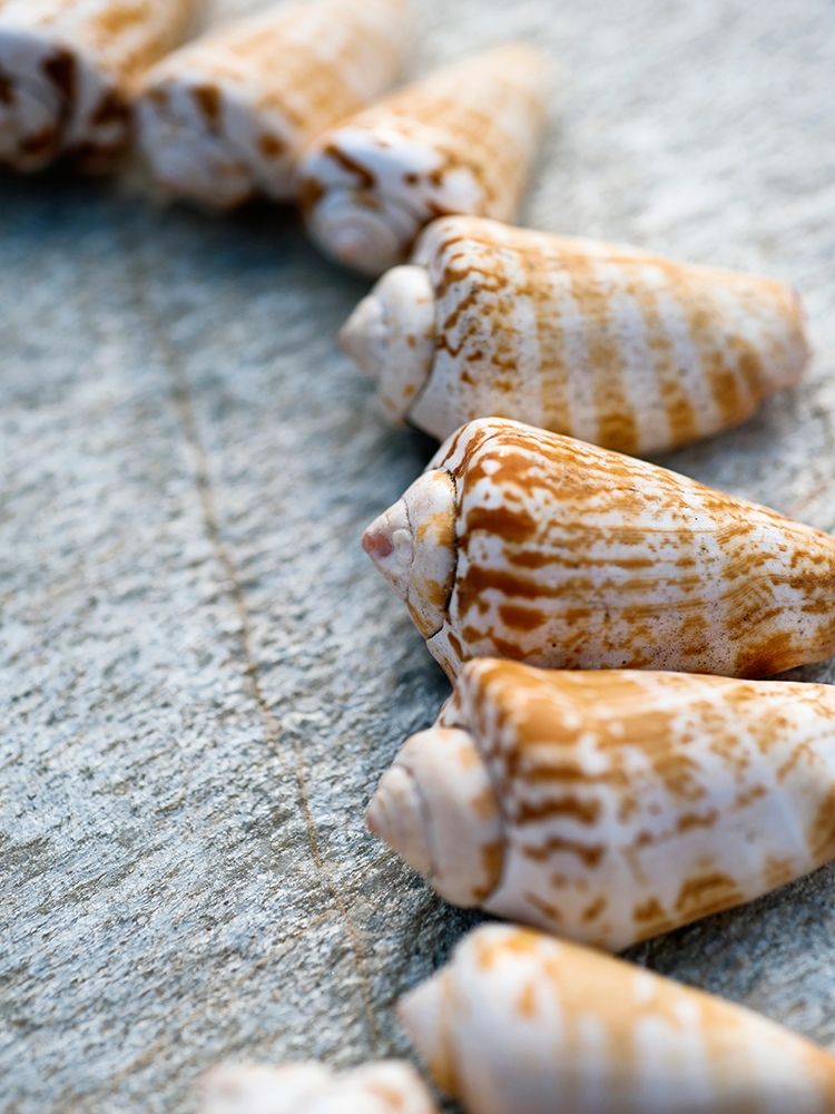 Gifts of the Shore X