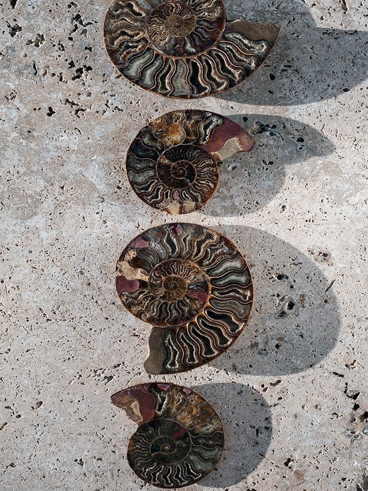 Gifts of the Shore XII