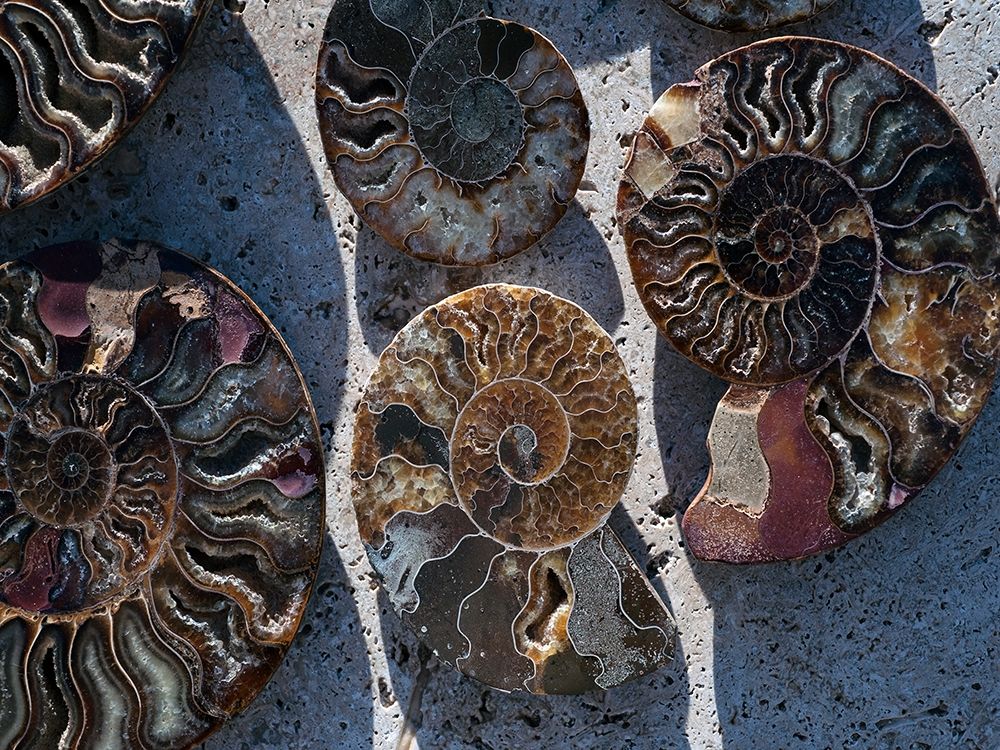 Gifts of the Shore XV