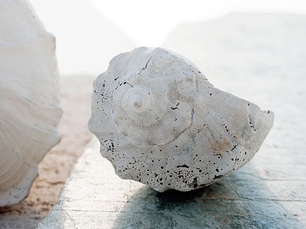Shell Portrait II