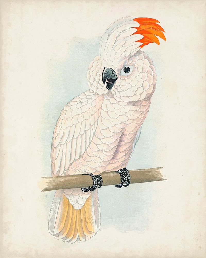 Antique Cockatoo II