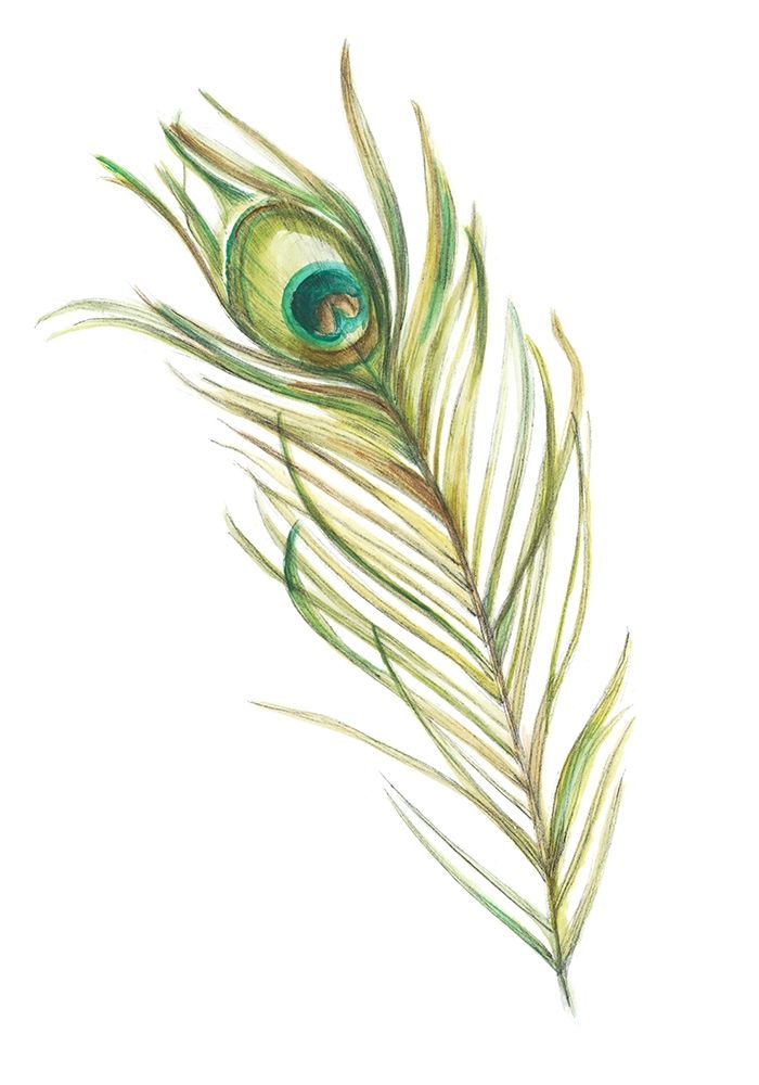 Gold Watercolor Peacock Feather I (ASH)