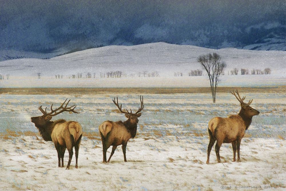 Custom Refuge Elk (ASH)