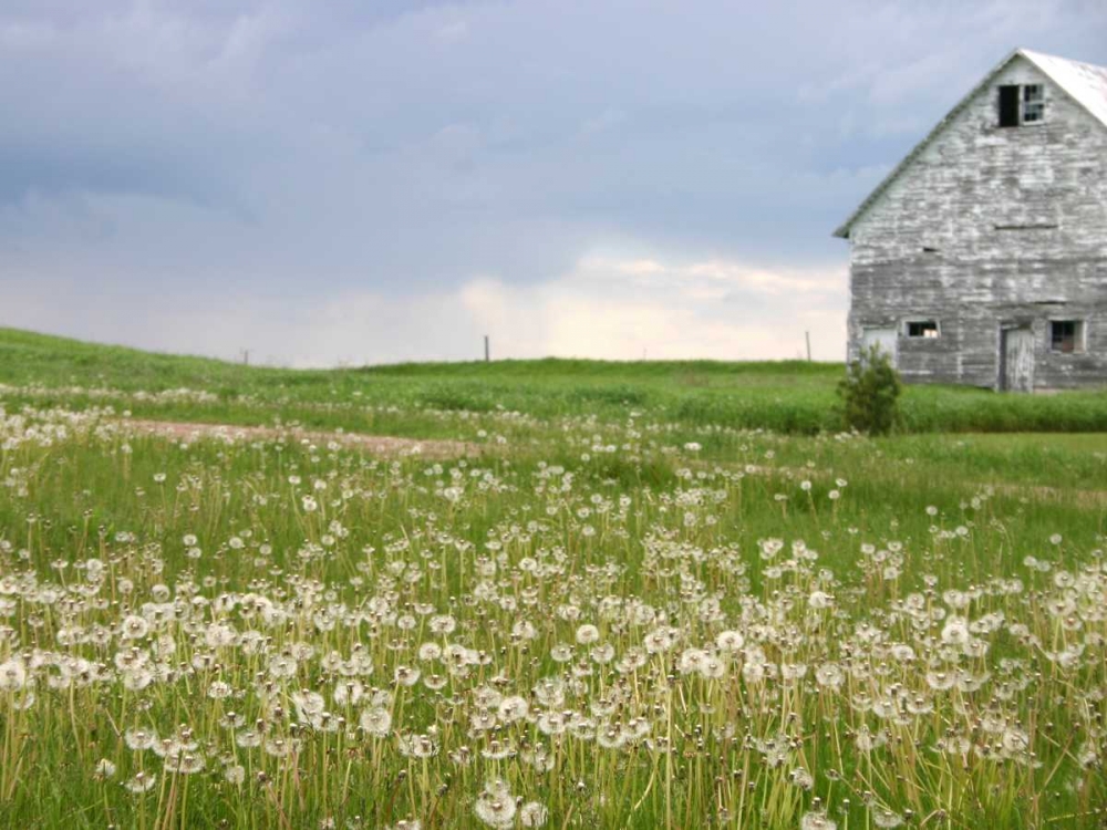 Barn Scape II