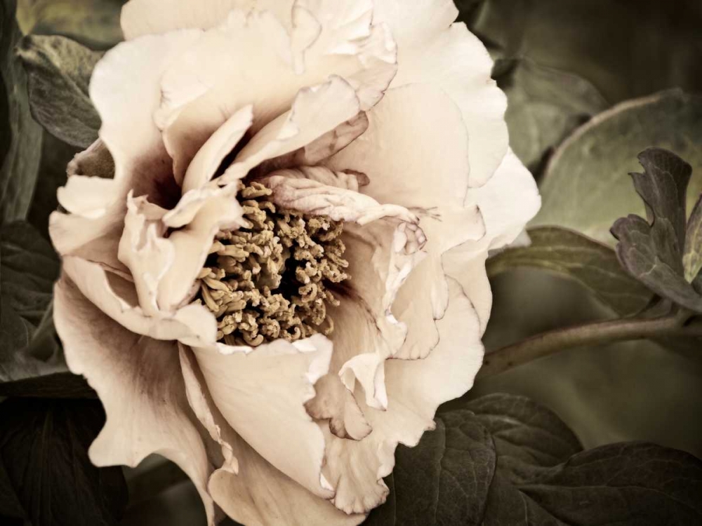 Golden Era Peony I