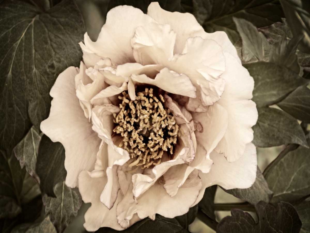Golden Era Peony II