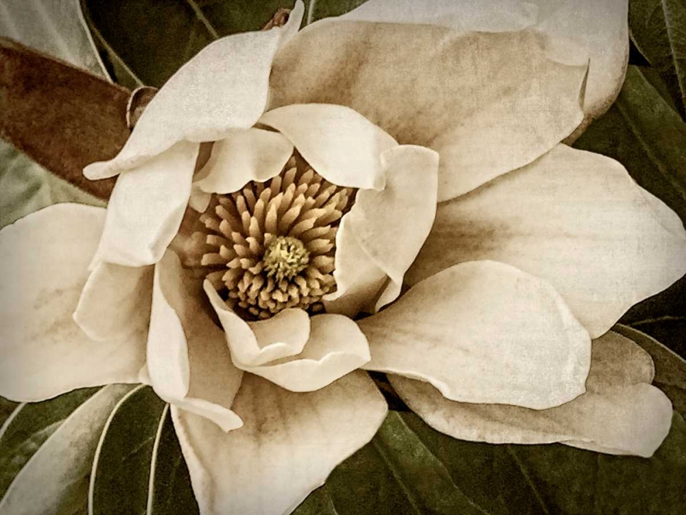 Classic Magnolia I