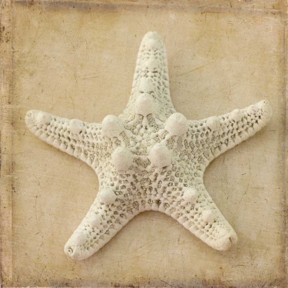 Sepia Shell I