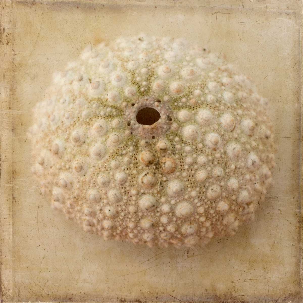 Sepia Shell II