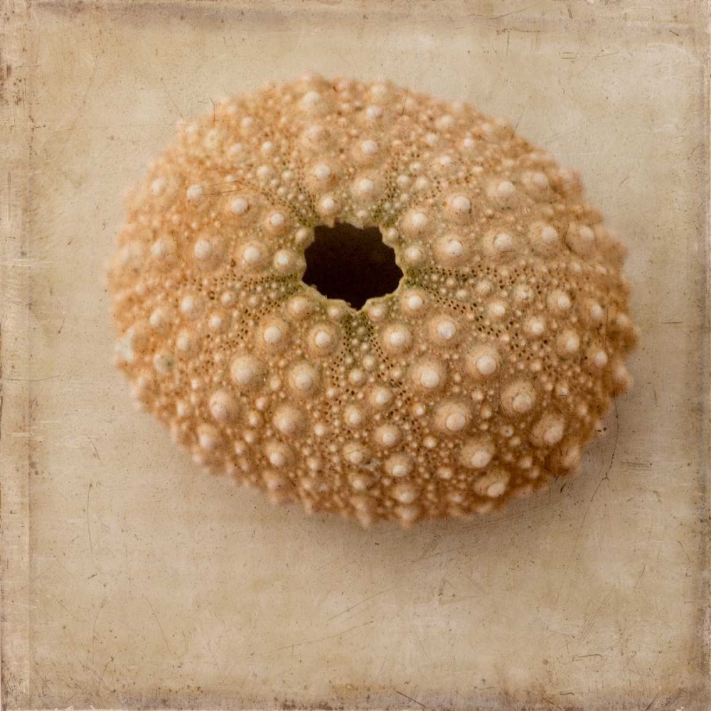 Sepia Shell III