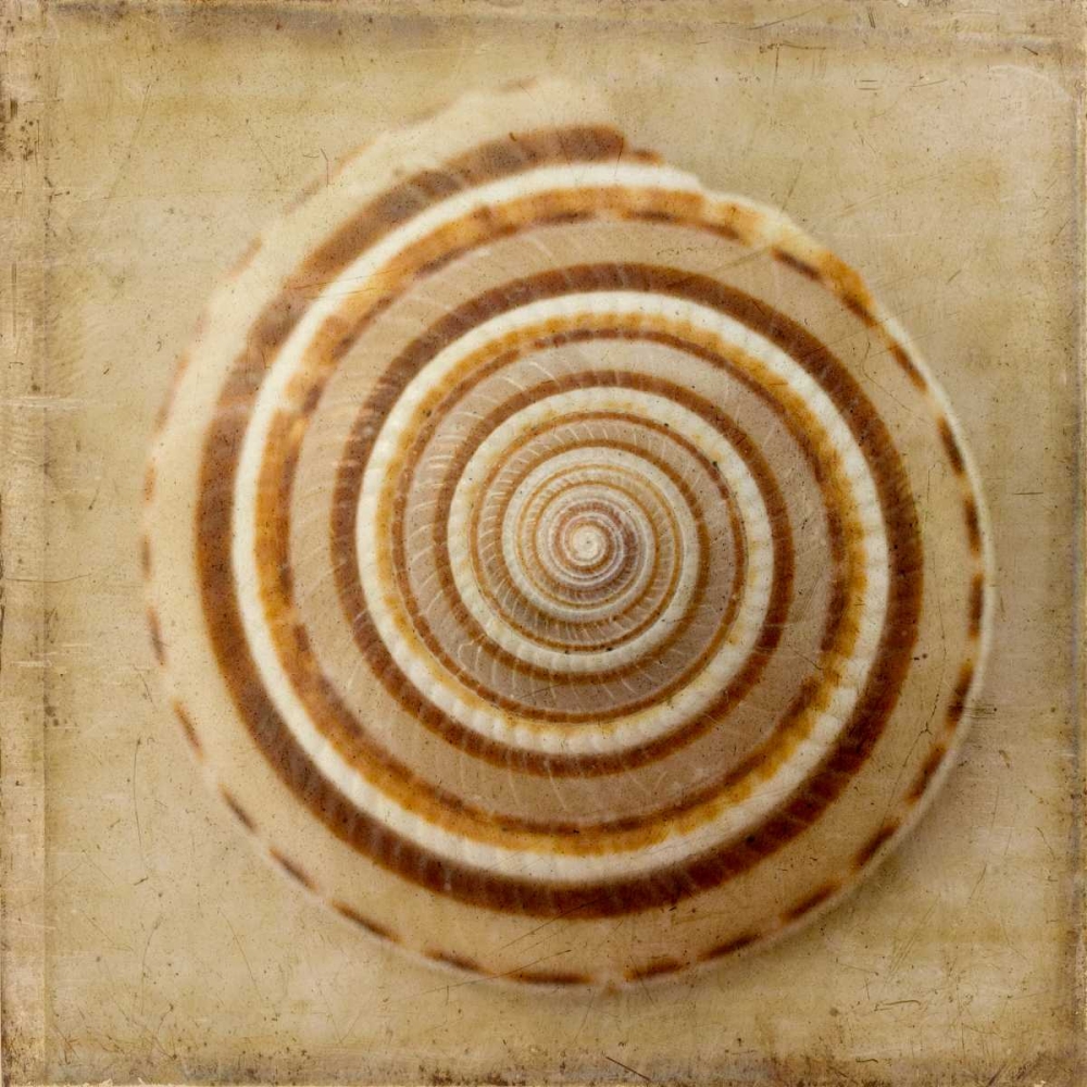 Sepia Shell V