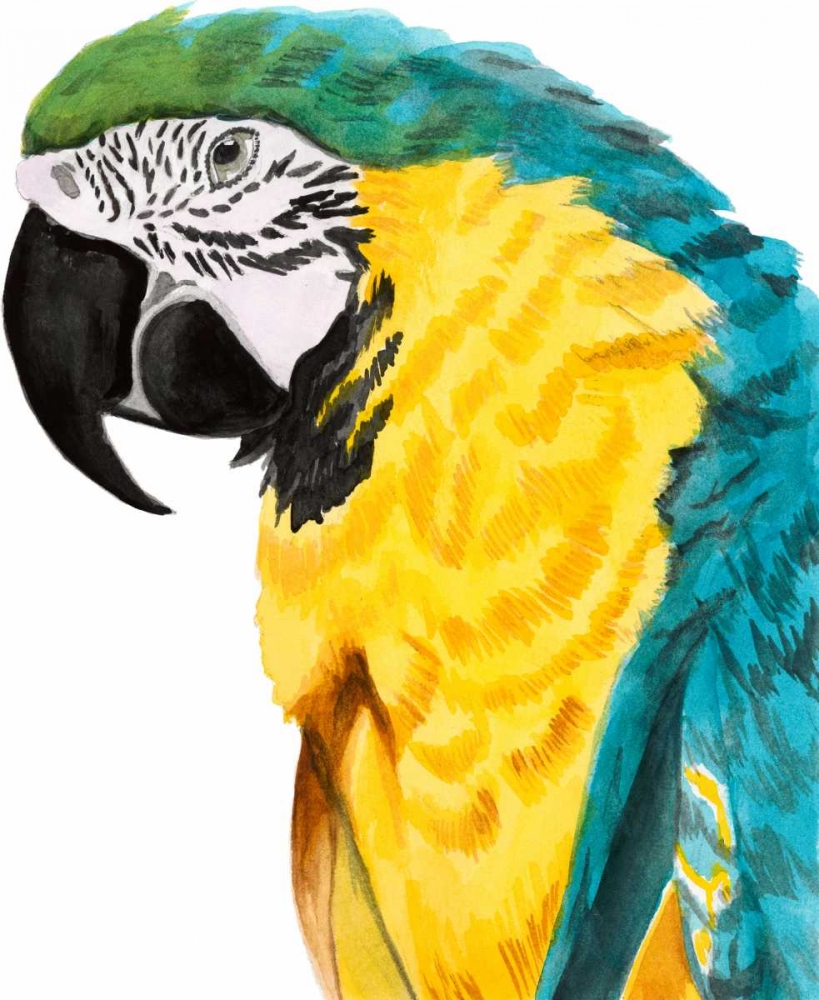 Watercolor Parrot