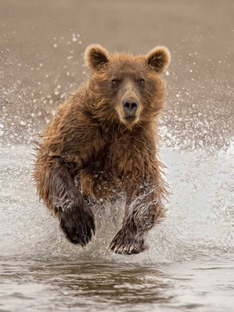 Bears at Play II