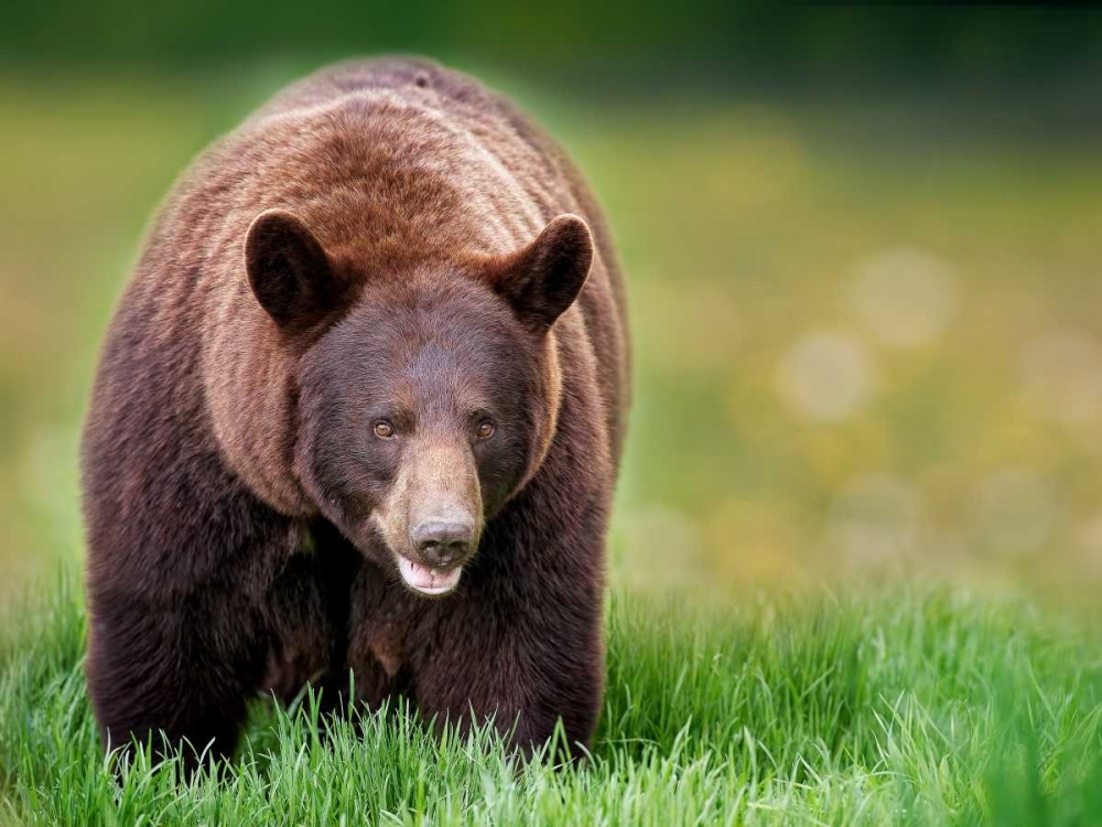 Bears at Play III