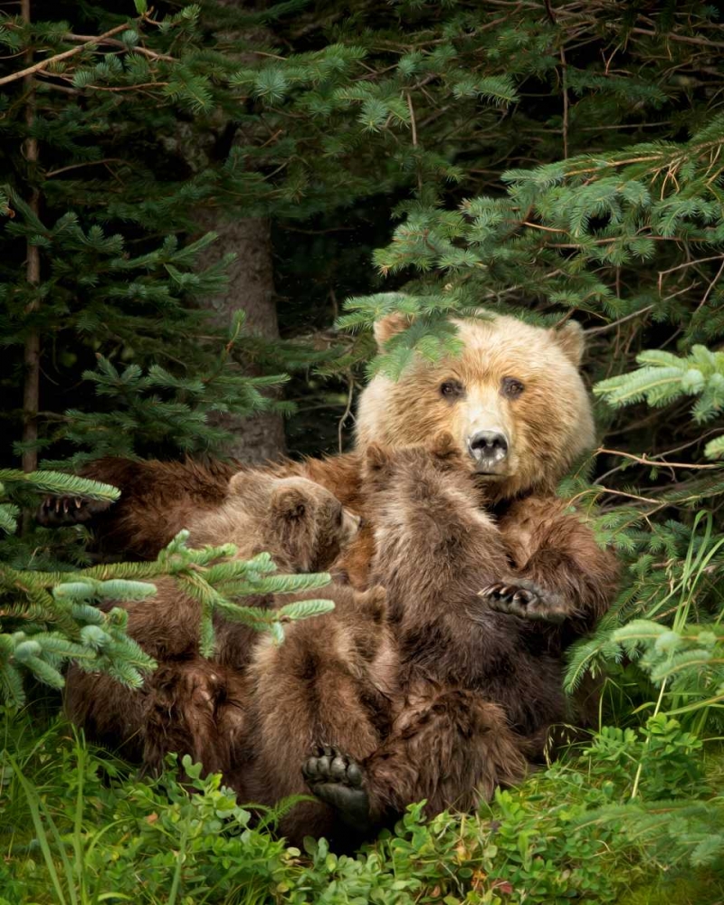 Bears at Play IV