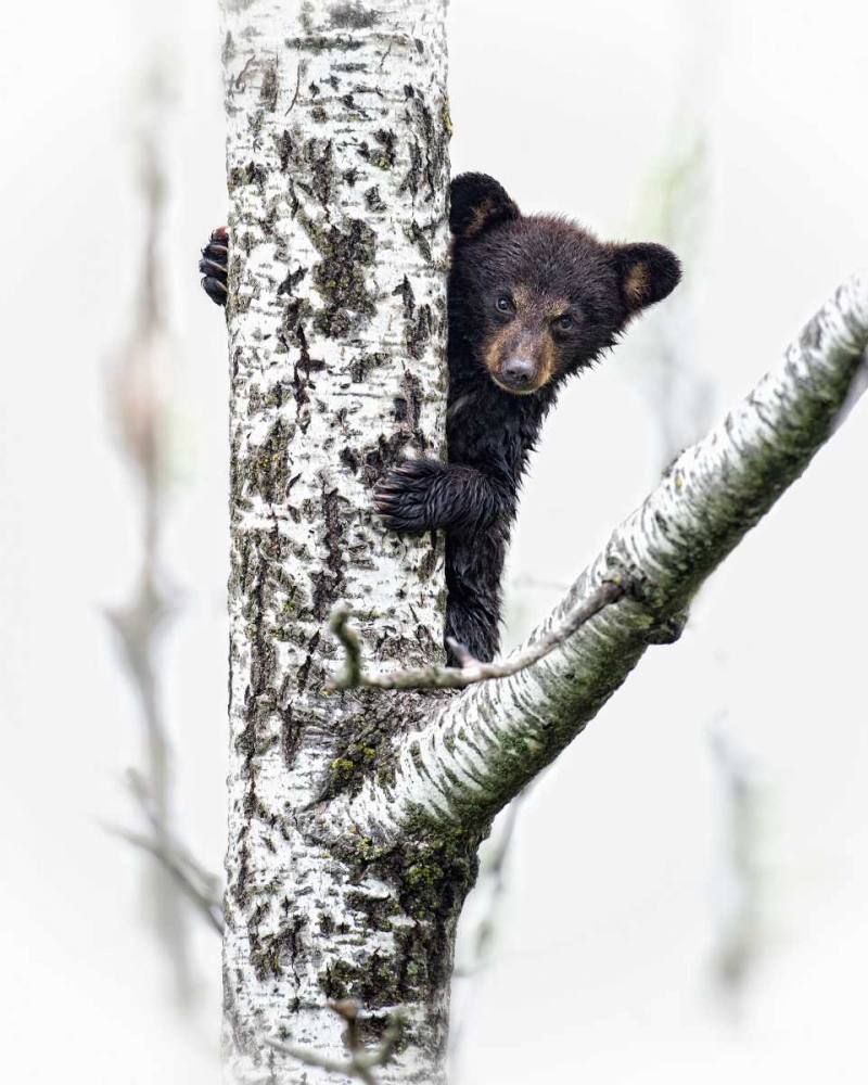 Bears at Play V