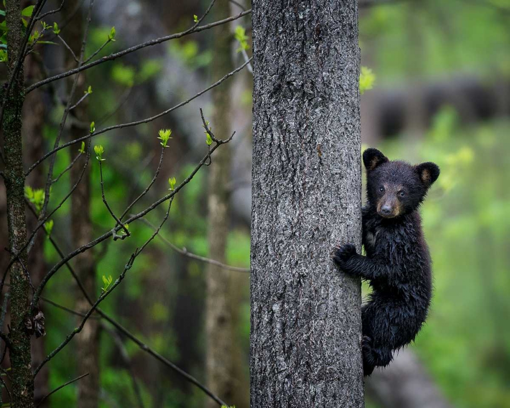 Bears at Play VI