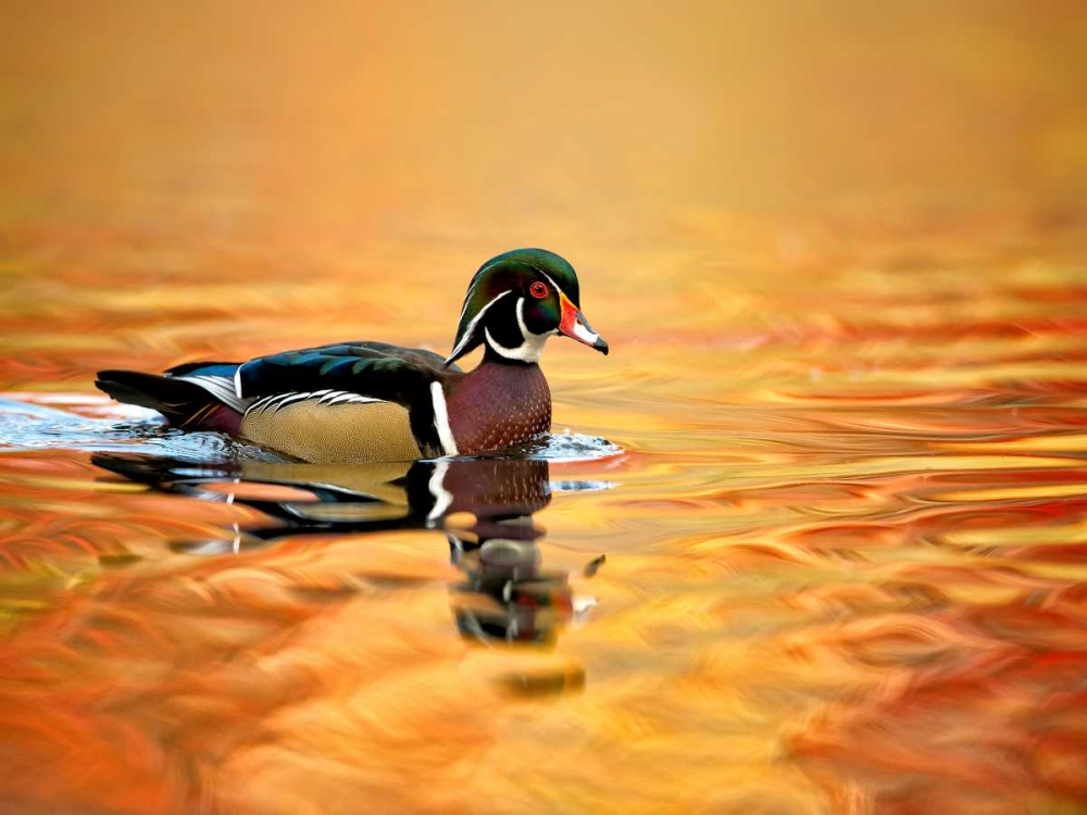 Water Bird Glimpse II