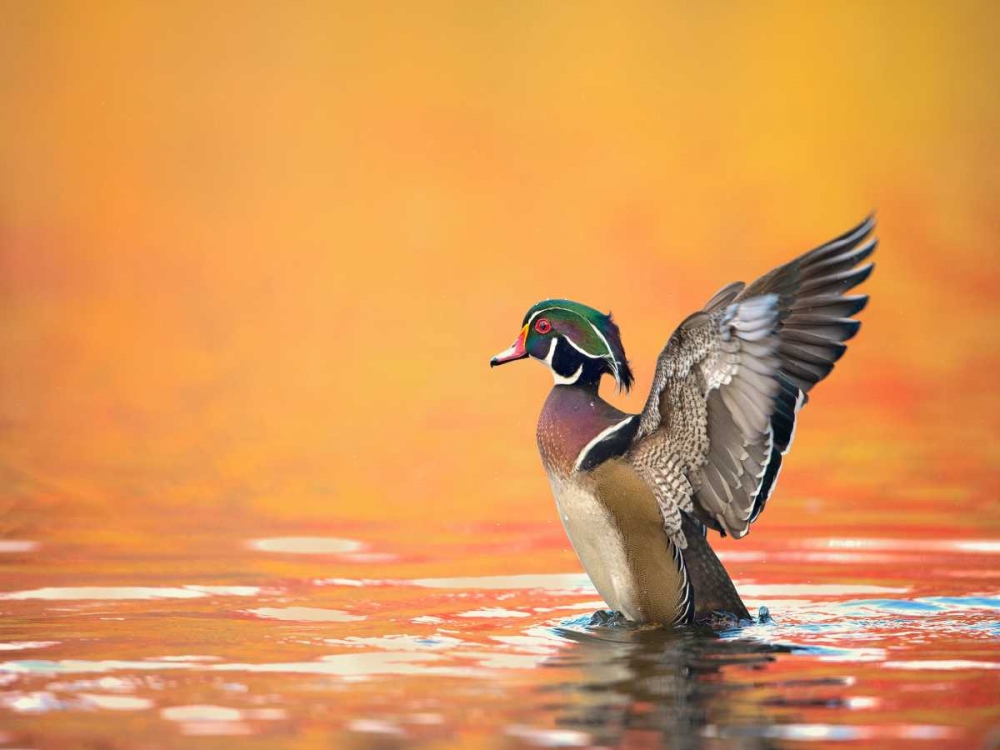 Water Bird Glimpse III