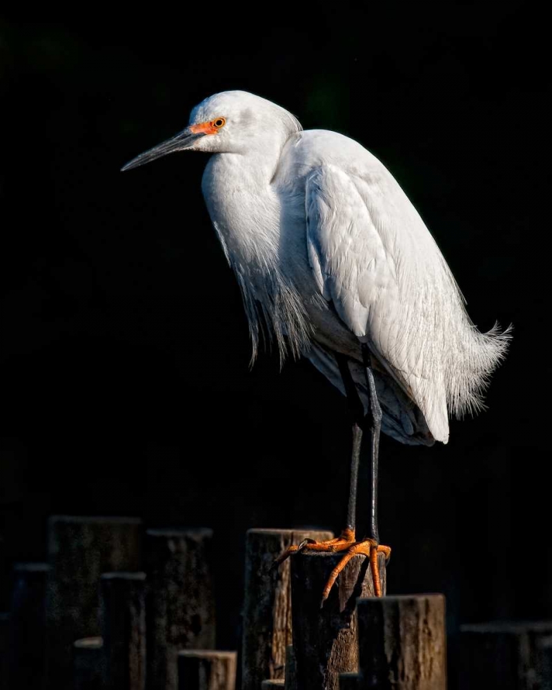 Water Bird Glimpse IV